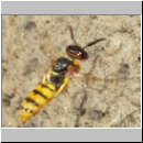 Philanthus triangulum - Bienenwolf w19.jpg